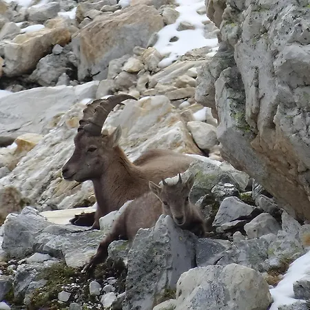 Les Préséloignés * Pralognan-la-Vanoise