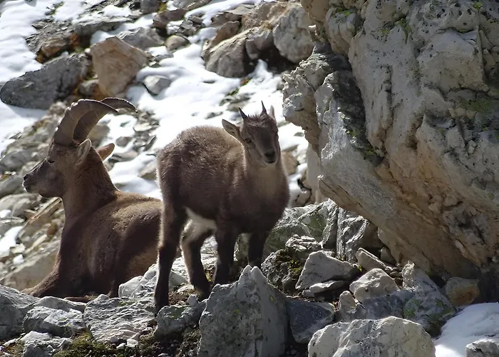 Appartamento Les Préséloignés Pralognan-la-Vanoise