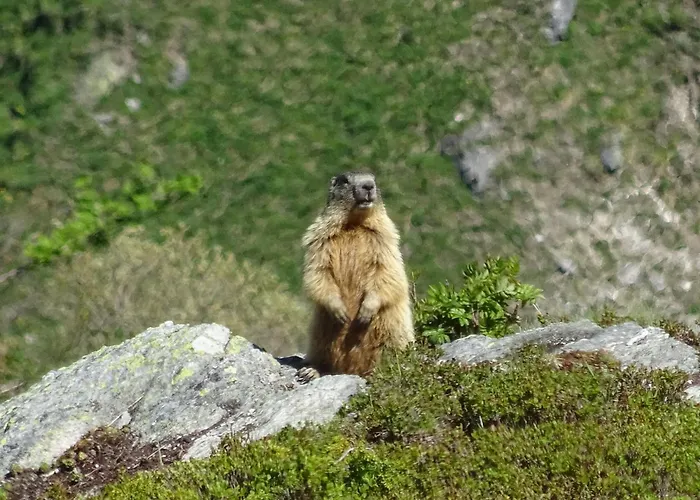 Les Préséloignés * Pralognan-la-Vanoise