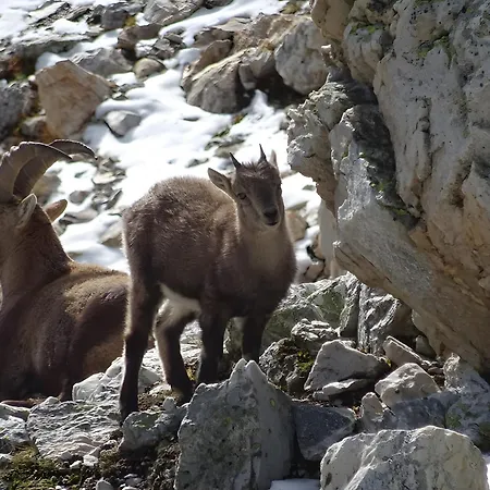 Les Preseloignes Pralognan-la-Vanoise